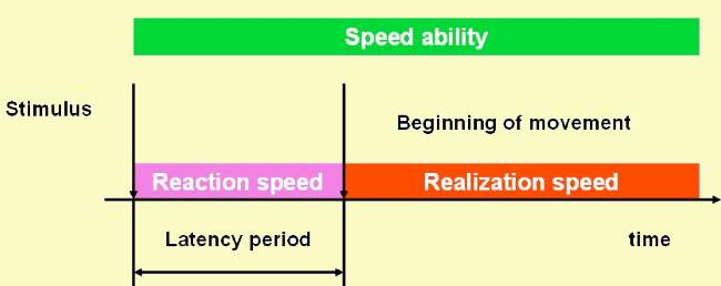 Basic areas of speed abilities