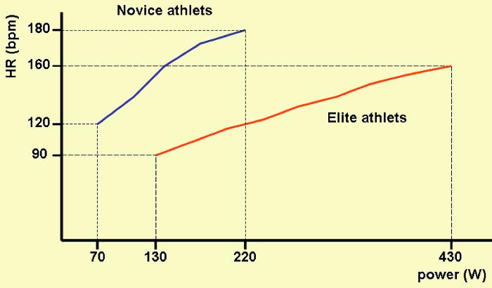 Example of increase in heart rates of elite and novice athletes