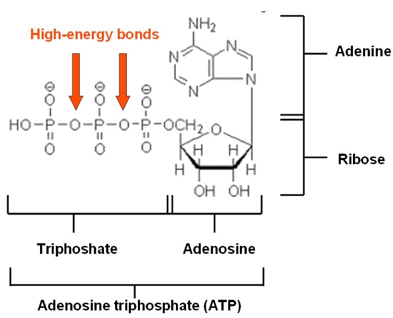 Molecule Adenosine triphosphate ATP