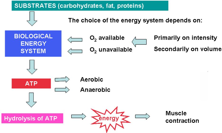 Scheme of energy completion in human body