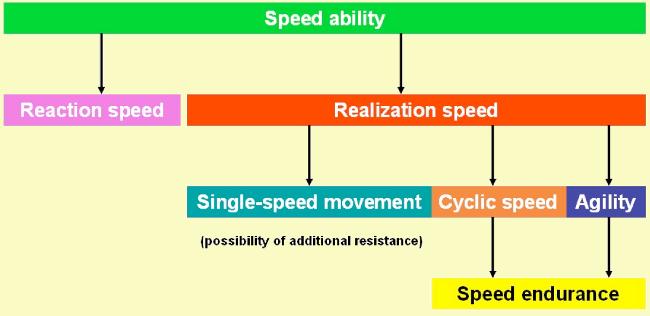 Significant areas of the complex of speed abilities