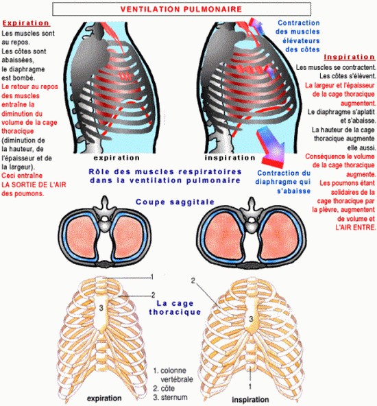 cardio cage thoracique