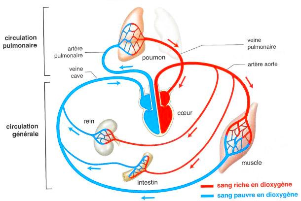 cardio circulation sanguine