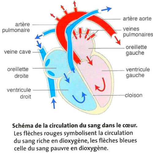 cardio coeur fonctionnement