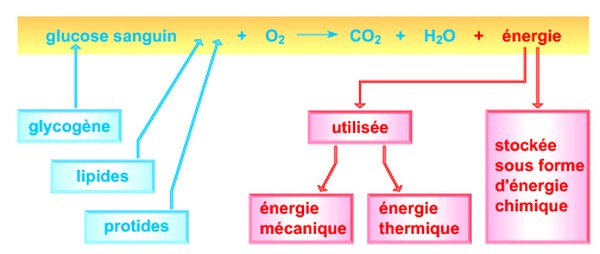 cardio respiration