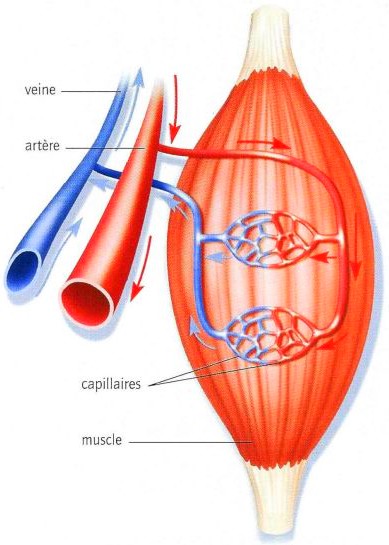 cardio sanguins organe