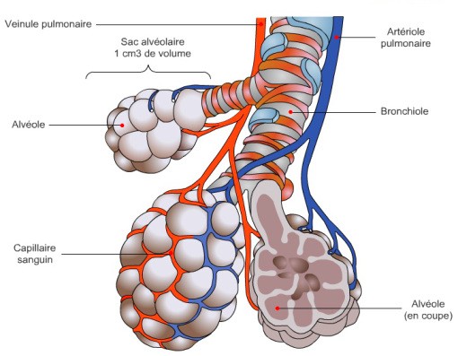 cardio schema alveole