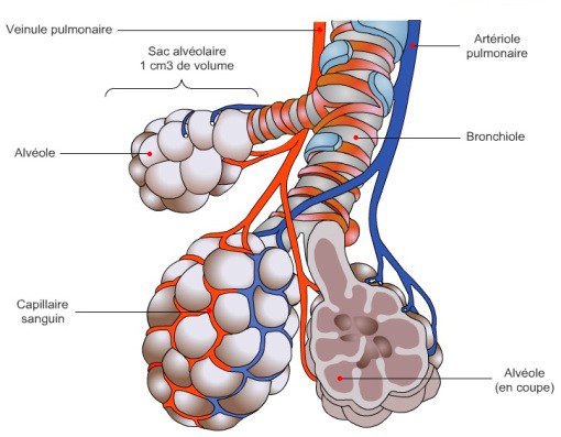 Cardio- Humain Et Appareil Respiratoire Illustration Stock - Illustration  du cardiovasculaire, poumons: 83154942