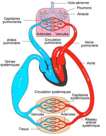 système cardio vasculaire 2
