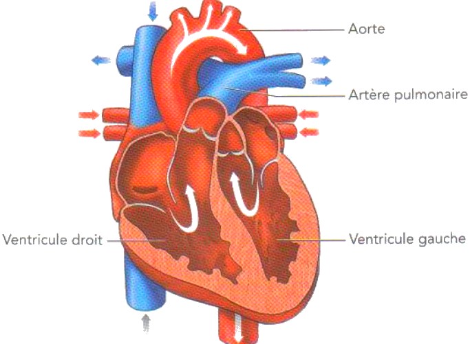 système cardio vasculaire 3