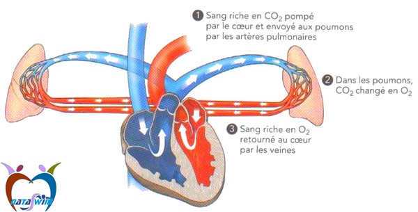 système cardio vasculaire 4