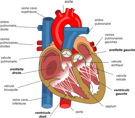 système cardio vasculaire