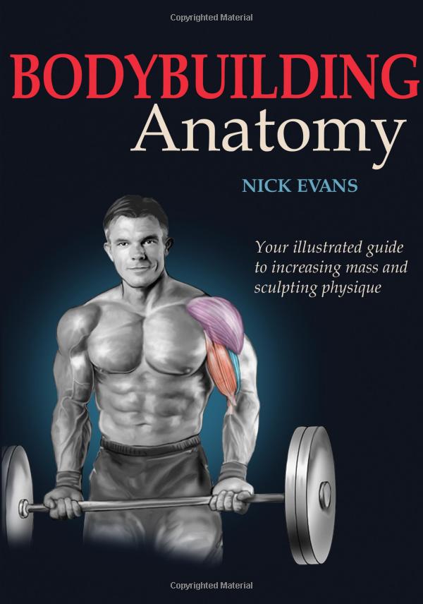 Bodybuilding Anatomy