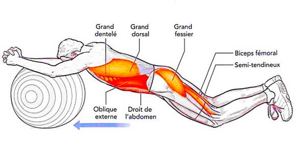 Gainage facial en appui sur ballon de gymnastique