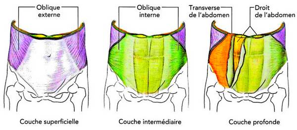 muscles abdominaux