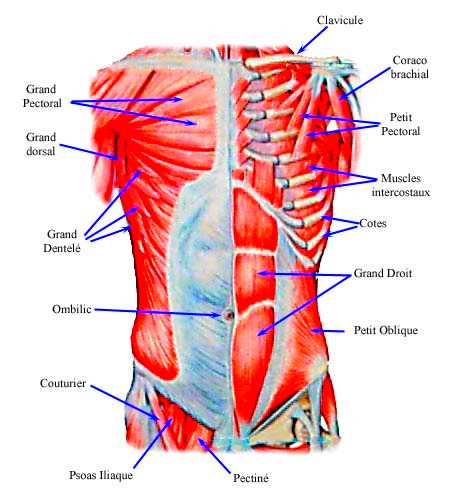 Renforcement de la ceinture abdominale