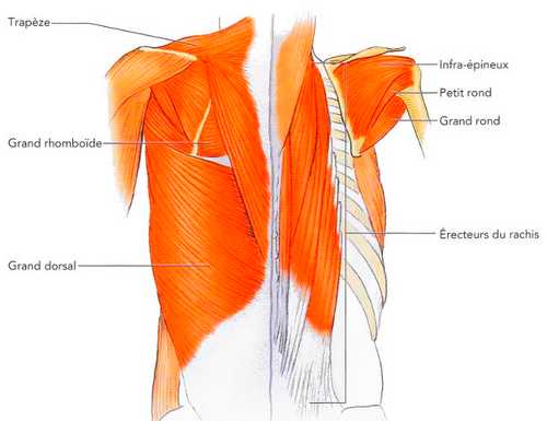 Les rôles du muscle Grand Dorsal 