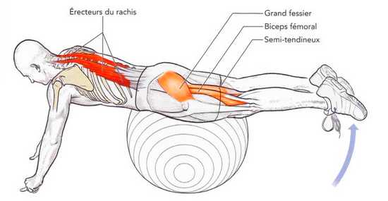 Extension du dos sur ballon de gymnastique 