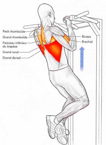 Tractions en supination avec les mains écartées 