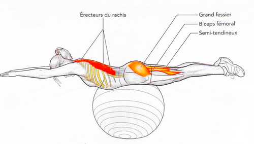 Extension sur ballon de gymnastique en position ventrale