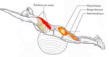 Extension sur ballon de gymnastique avec les pieds calés au sol 