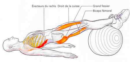 Pont pieds en appui sur ballon de gymnastique 