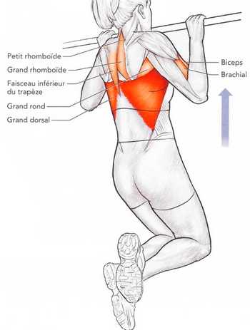 Tractions en pronation